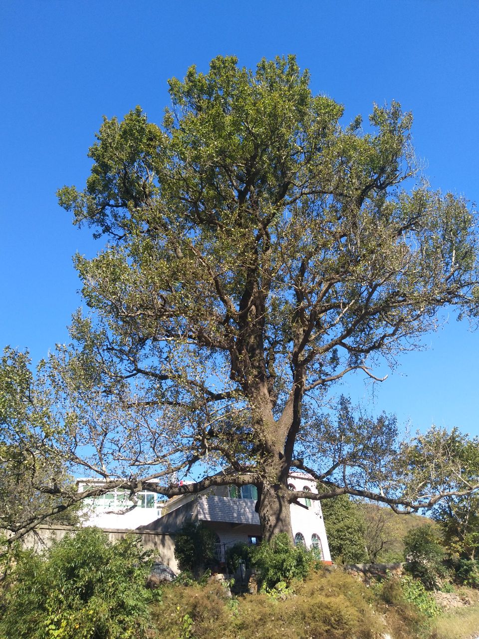 柯坦的宝塔树,地点:分水村塔树村民组