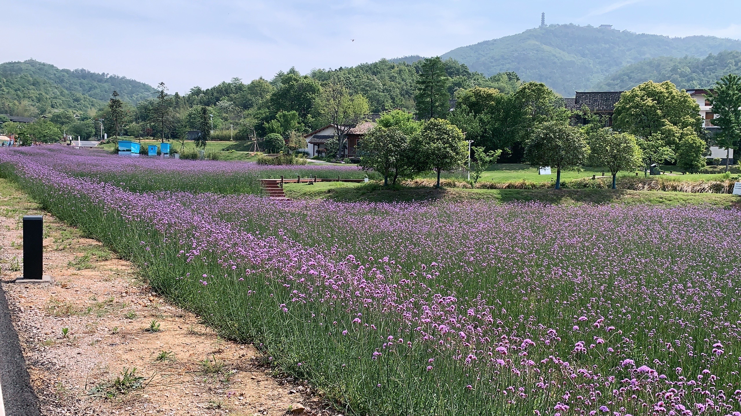 2025年4月30号在冶父山半日游，冶父山脚下是庐江县一个亮点，也是一个好景点，有山，有水，有花，有草风景秀丽，是个打卡的好地方。制作人：齐发权。