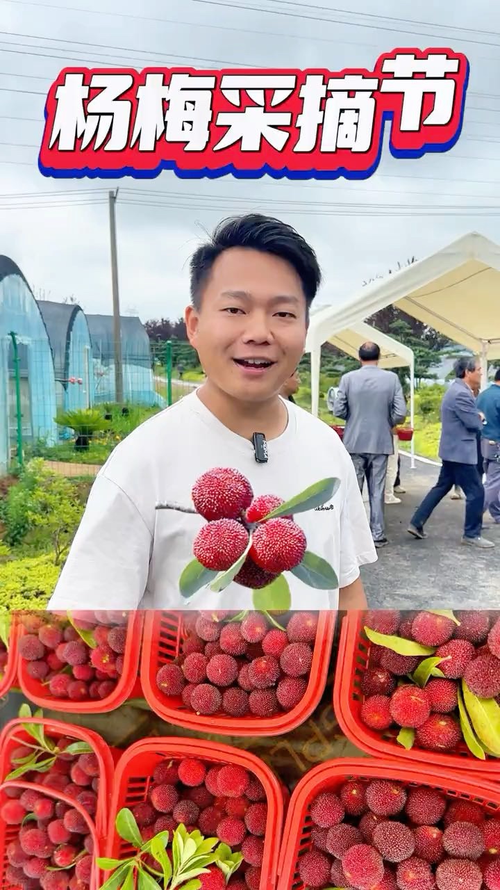 6.2杨梅采摘节来啦