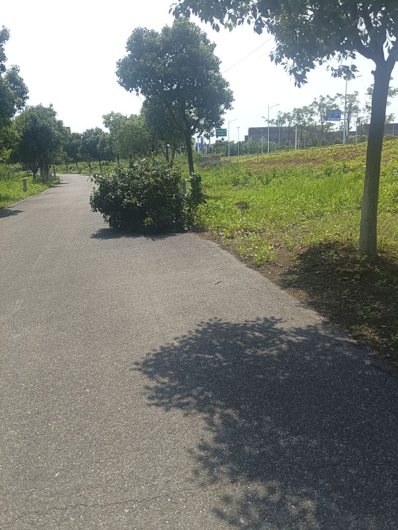 国轩二期东北角池塘边上有一棵好像是香樟树被上次的风雨吹倒了，不知道应该属于哪个部门管理？现在把它种好还来得及