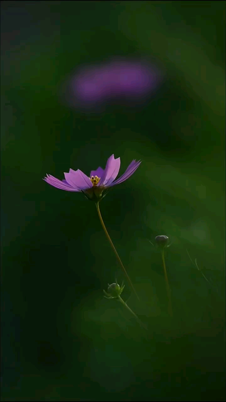 今天是7月8日，农历六月十四，星期二，早安，昨天我们年轻是年龄，今天我们年轻是心态，明天我们年...…