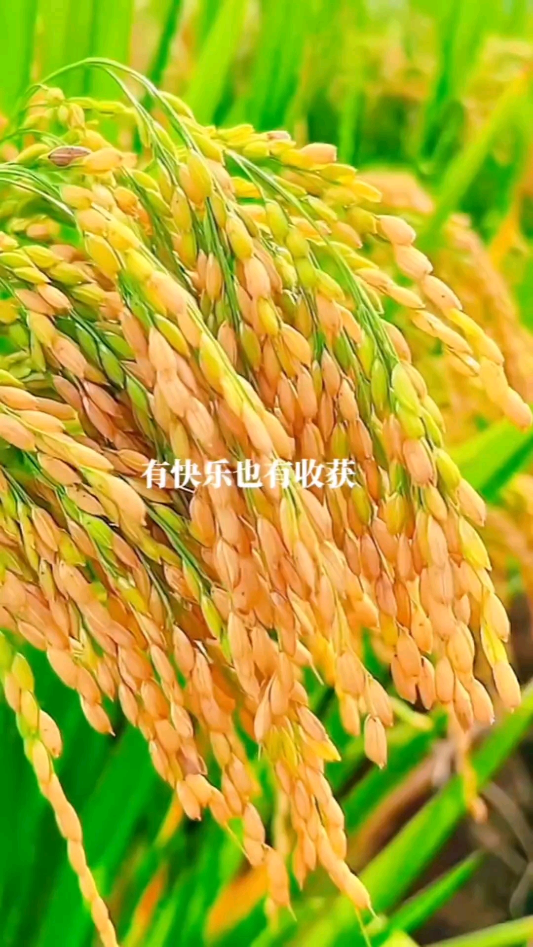 今天是7月16日星期三，早安！时间过得真快，吃过苦尝过甜，稀里糊涂七月过半，愿接下来的日子，有付出有努力，有快乐也有收获，不求应有尽有，但求该有的都有，只要在变好，慢一点也无妨！