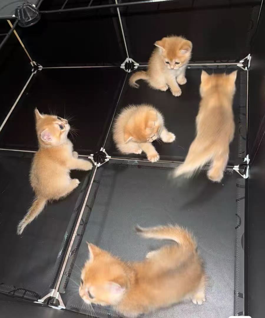 自家小金渐层猫咪找新家啦～
毛色漂亮，性格活泼，健康干净，已经会吃猫粮用猫砂，适合喜欢猫咪的朋友。
支持自提，想看猫可以私聊约时间～
联系方式: 18269770190