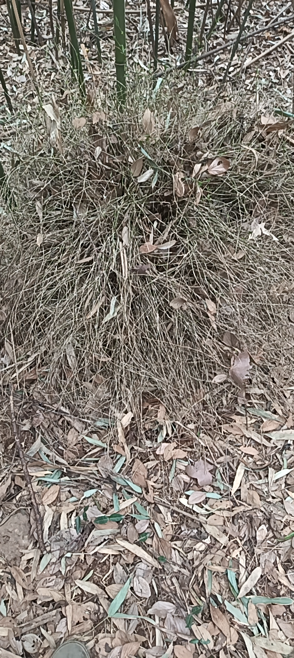 凤尾竹？#拍一张关于大庐江的照片#