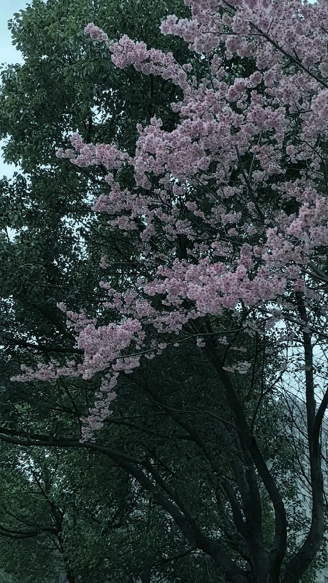 慢品人间春色，静赏樱花盛开。