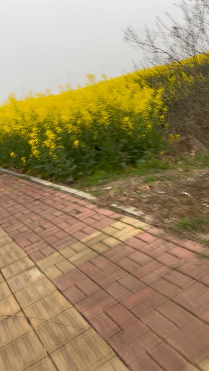 #魅力庐江APP魅友圈#