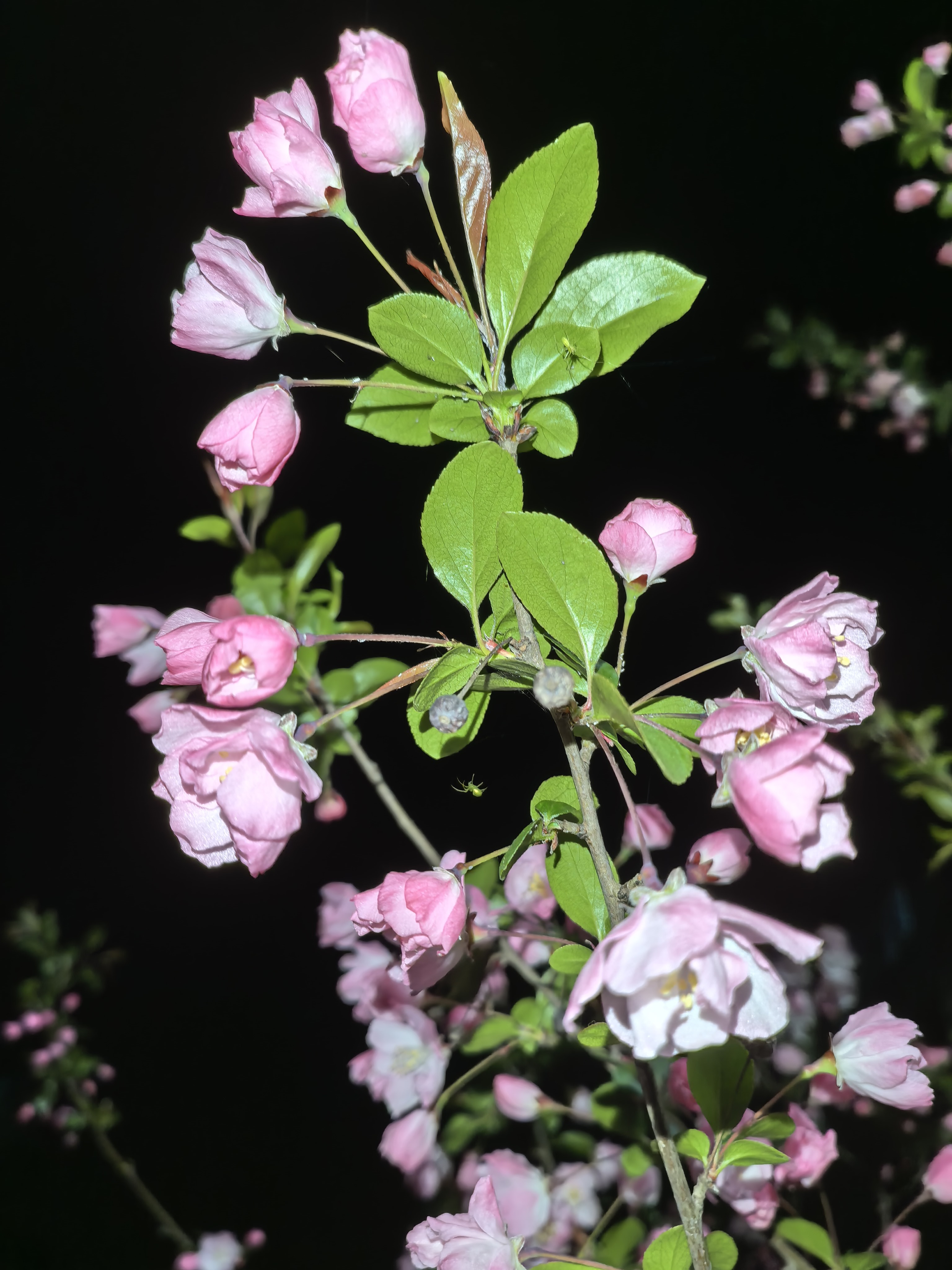 昨夜雨疏风骤，浓睡不消残酒。试问卷帘人，却道海棠依旧。知否？知否？应是绿肥红瘦。