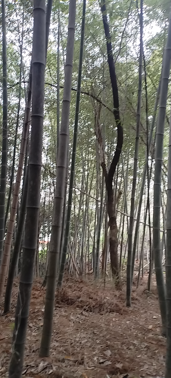 #不发魅友圈 一天白过#