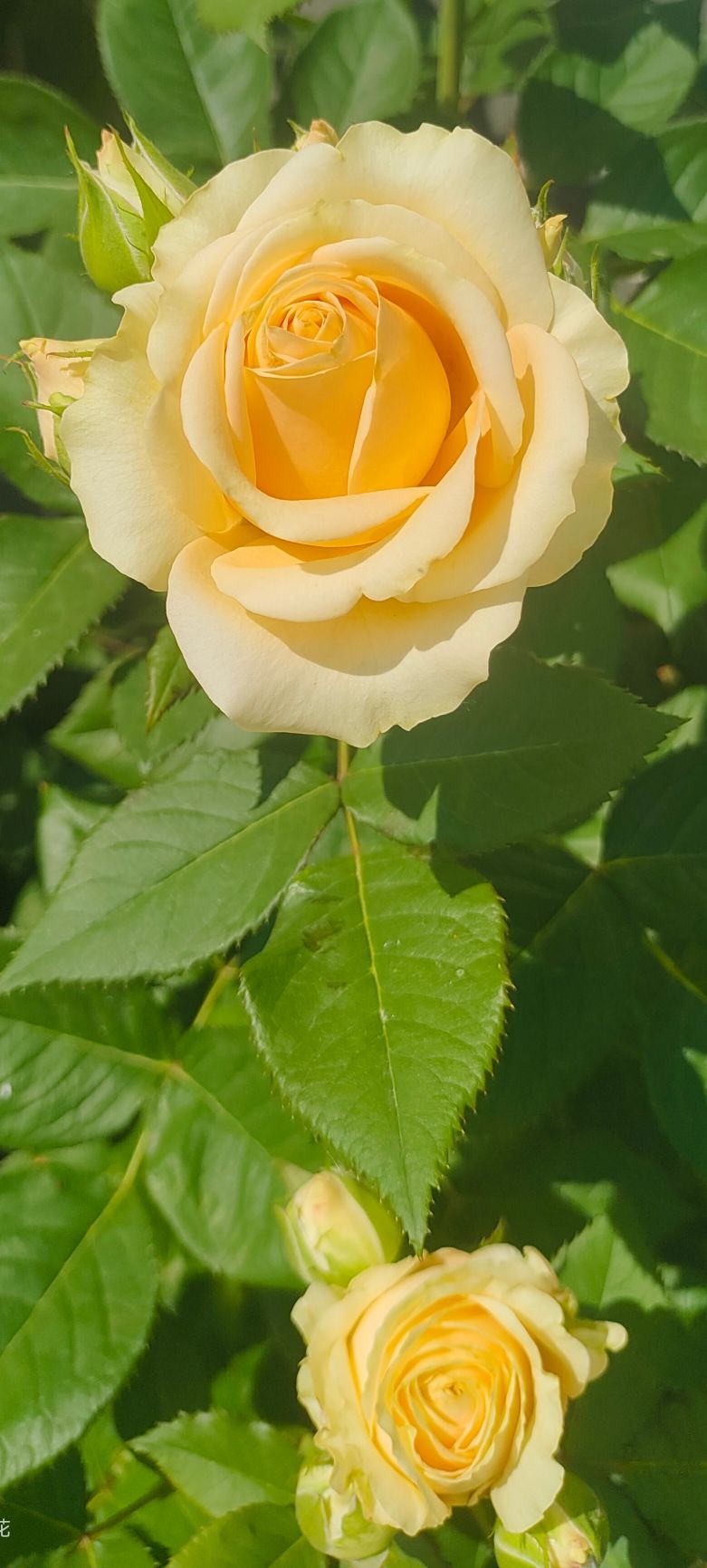 #@庐江人 | 春天来了，快来晒晒身边最美的花，参赛就有奖品哦！#