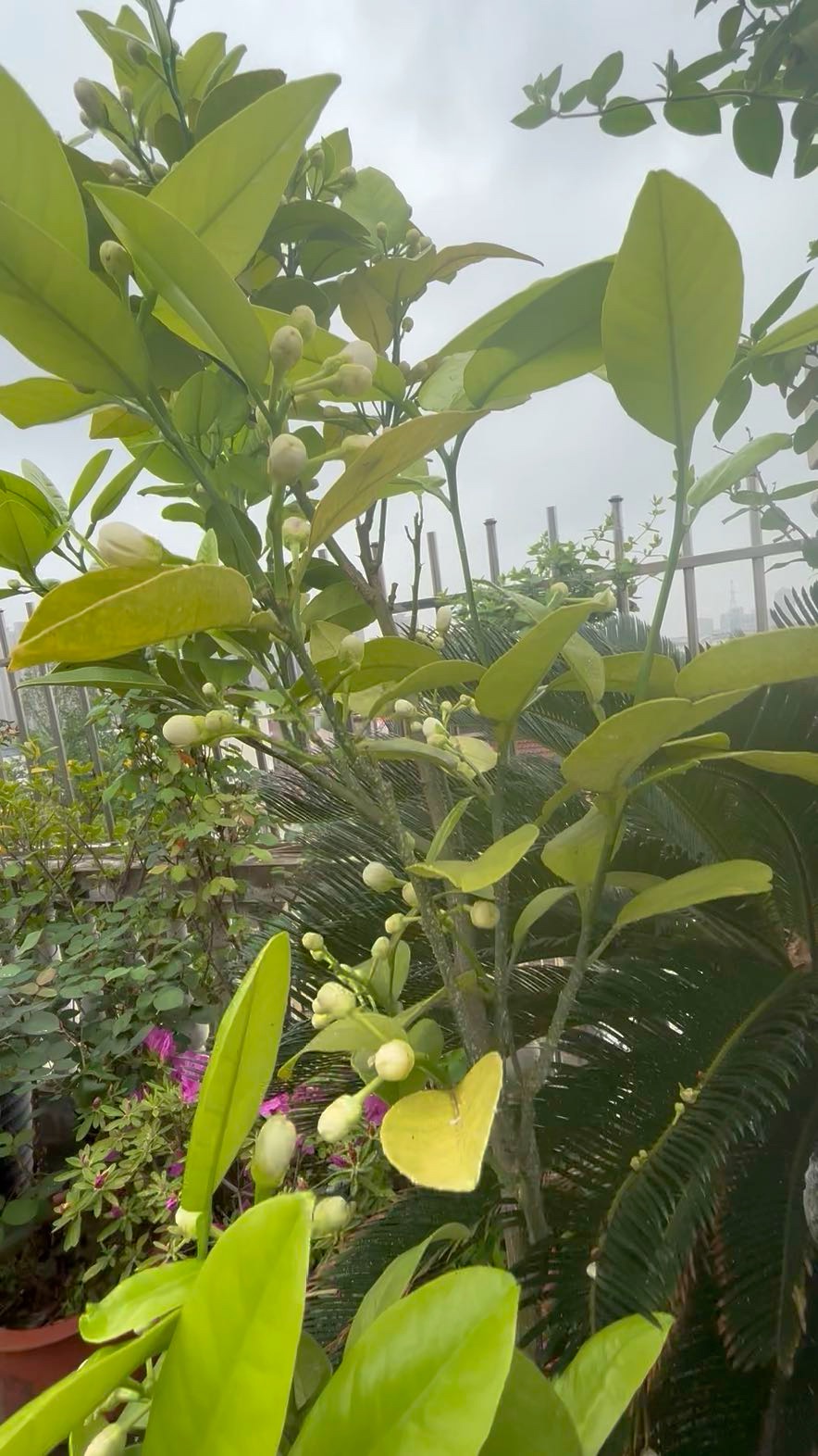 #魅力庐江APP魅友圈#